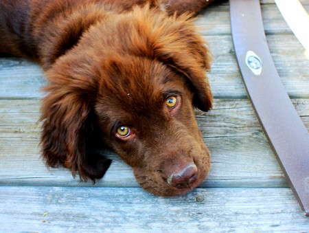 El chocolate es el enemigo de los perros, y en Navidad aumenta el riesgo de ingesta