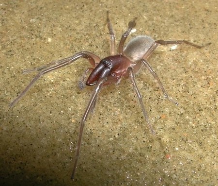 El nombre de esta nueva araña se inspira en una canción de Bob Marley