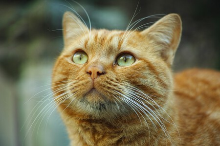Carácter de los gatos naranjas