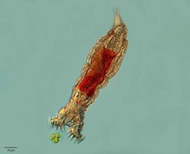 Vida de un bicho zombi que viaja por el espacio-tiempo