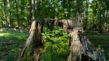 Pexels Tibszabo 18001888