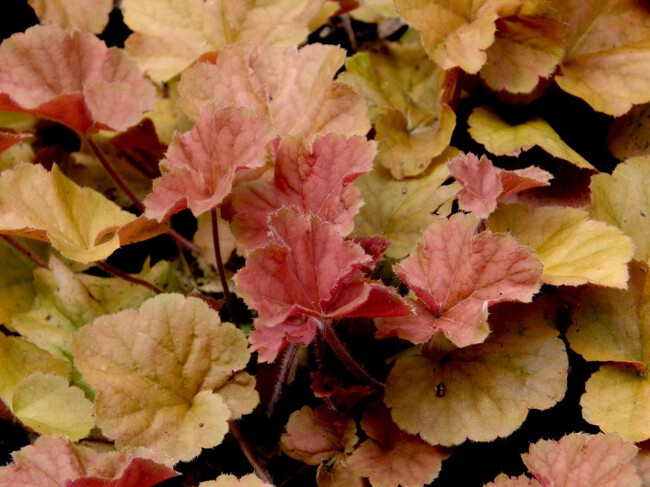 Flores Otono