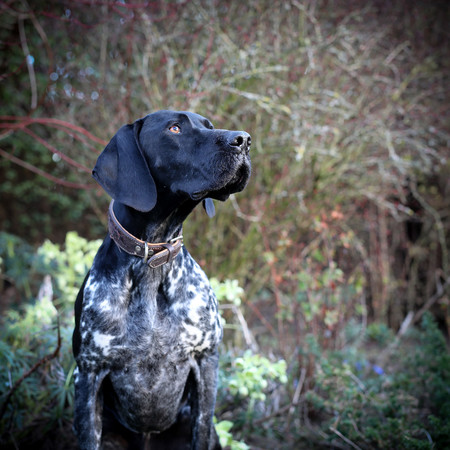 dogoftheyear