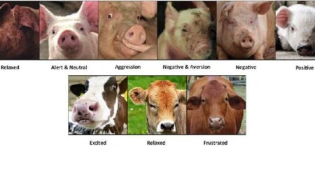 Esta IA de reconocimiento facial podría usarse para identificar y medir el estado emocional de los animales de granja