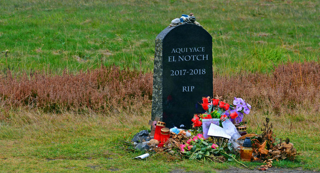 Ripnotch