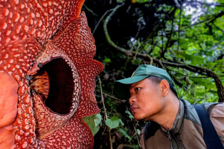 Ambientalista Septian Andriki olhando a flor Rafflesia hasseltii.