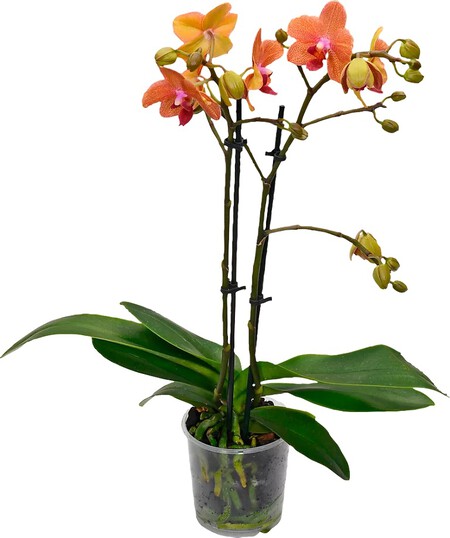 Orquideas Aldi