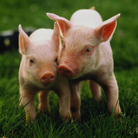 Mais difícil que coração: por que o fígado de porco com 10 edições genéticas é a nova esperança da medicina 