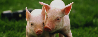 Mais difícil que coração: por que o fígado de porco com 10 edições genéticas é a nova esperança da medicina 