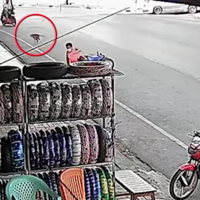 Una manada de monos salvajes está en busca de comida y ataca a motociclistas en marcha. Este video lo prueba