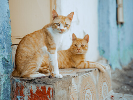 Gatitos