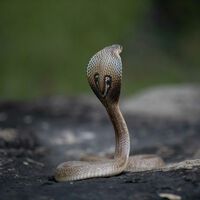 Si alguna vez has pensado que la IA no sirve para nada relevante, la ciencia tiene algo para ti: un antídoto contra cobras