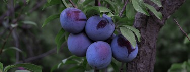 Los jardineros se ponen de acuerdo: "El mejor árbol frutal para el jardín es el ciruelo porque no levanta el suelo" 