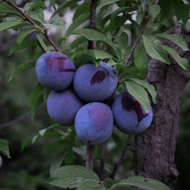 Los jardineros se ponen de acuerdo: "El mejor árbol frutal para el jardín es el ciruelo porque no levanta el suelo" 