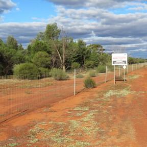 En 1907, Australia instaló una valla de 1.833 km, la más larga del mundo. Pero los conejos ya habían cruzado, así que tuvieron que añadir dos más 