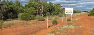 En 1907, Australia instaló una valla de 1.833 km, la más larga del mundo. Pero los conejos ya habían cruzado, así que tuvieron que añadir dos más 