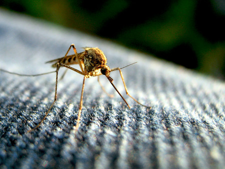 Los mosquitos son capaces de recordarte por el olor si les atacaste