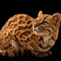 Este pequeño gato llevaba 1.4 millones de años escondido a plena vista: la ciencia acaba de descubrir que era una especie distinta 