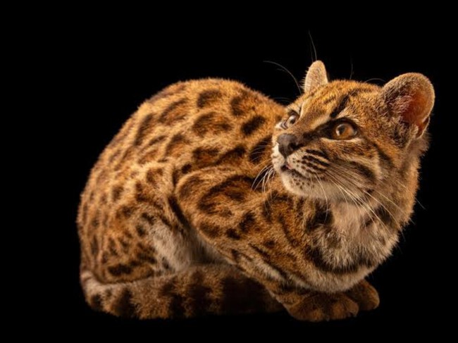 Felino Nueva Especie