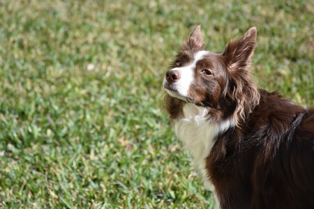 Listos Border Collie 2