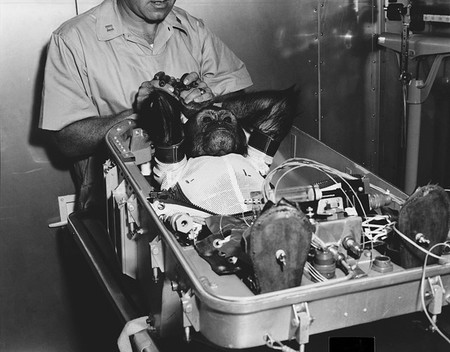 Se cumplen 56 años de la primera órbita terrestre de un chimpancé