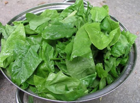 La espinaca: una buena fuente de vitamina C entre las verduras