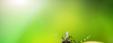 Con el verano llegaron los mosquitos: por qué nos pican y cómo evitarlo