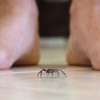 Por qué no se deben pisar las arañas que veas en casa. Ni por error lo hagas 