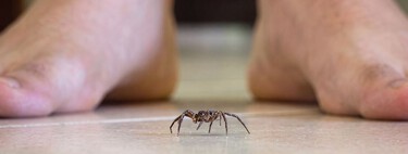 Por qué no se deben pisar las arañas que veas en casa. Ni por error lo hagas 