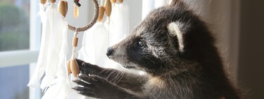 Por primera vez en miles de años, estamos viendo el proceso de domesticación de una especie en vivo y en directo: el de los mapaches