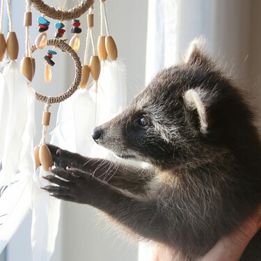 Por primera vez en miles de años, estamos viendo el proceso de domesticación de una especie en vivo y en directo: el de los mapaches