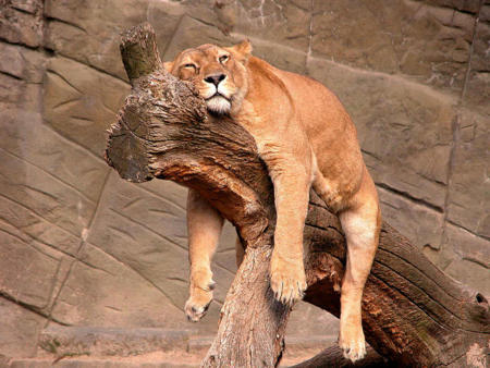 El zoológico Hagenbeck de Hamburgo: del trópico a la Antártida