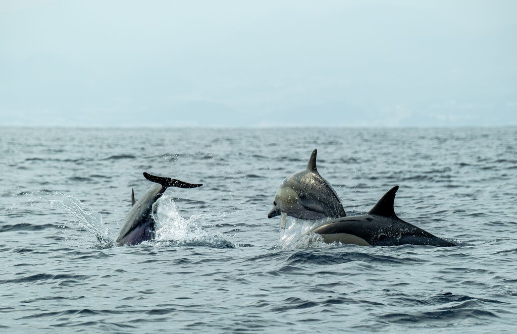 Hace 50 millones de años, las ballenas abandonaron la tierra firme. Ahora sabemos por qué la evolución les ha impedido volver 