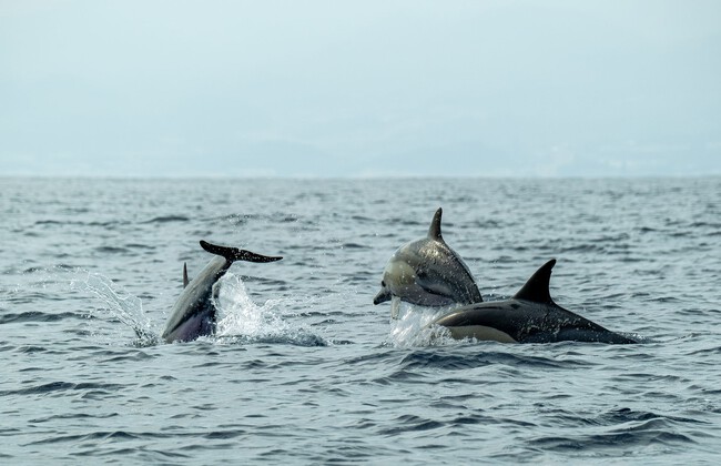 Delfines