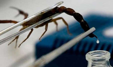 É importante que profissionais administrem o antiveneno ao paciente. Imagem | UNAM
