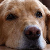 Los veterinarios coinciden: cuando un perro mordisquea suavemente, podría estar intentando comunicarse 