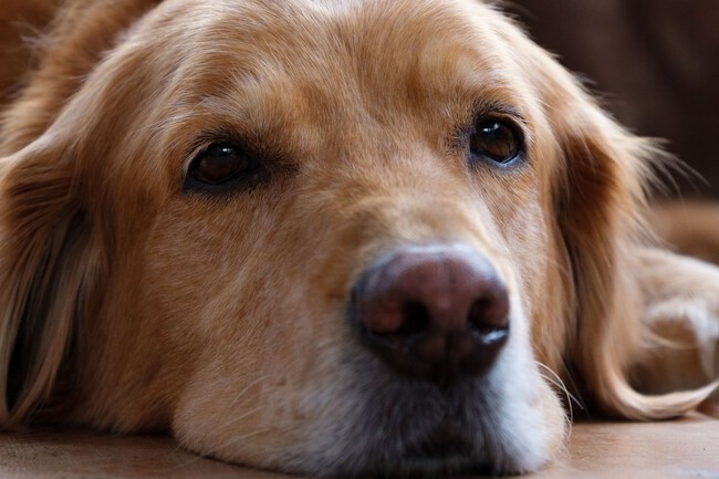 Golde Retriever