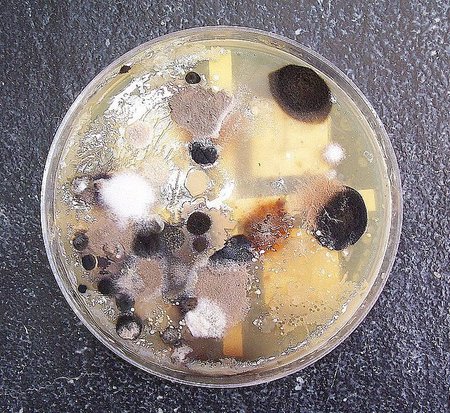Microbios que generan electricidad