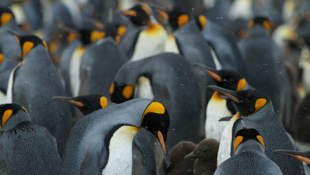 Sí, GNU/Linux tiene demasiadas distros, y eso es un lastre en el escritorio