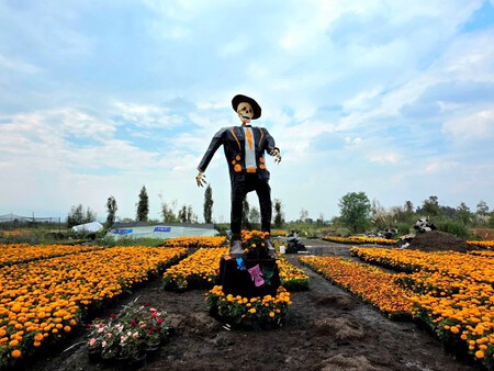 No es Puebla ni Tlaxcala: descubre el Sendero de las Almas, el campo de cempasúchil más impresionante de CDMX