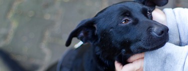 Pat, Pet, Pause: el truco fácil para caerle bien a perros y gatos que usan los profesionales