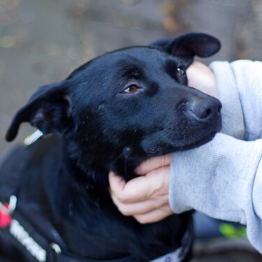 Pat, Pet, Pause: el truco fácil para caerle bien a perros y gatos que usan los profesionales