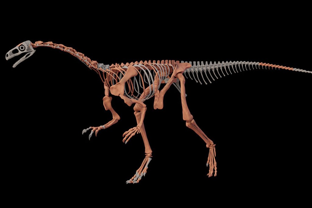 230 millones de años capturados en un fósil prehistórico: la ciencia argentina tiene en sus manos un dinosaurio de cuello largo casi completo 