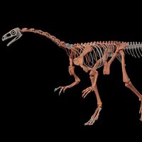 230 millones de años capturados en un fósil prehistórico: la ciencia argentina tiene en sus manos un dinosaurio de cuello largo casi completo 