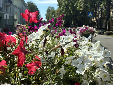 petunia