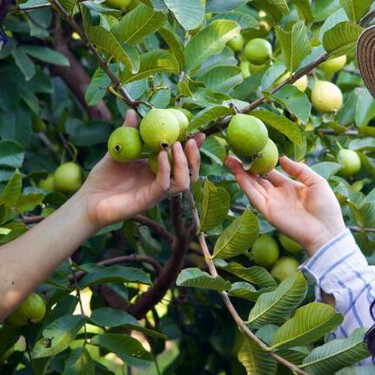 Esta es la pareja que produce mermeladas con las guayabas más grandes de México y brinda oportunidades a adultos mayores