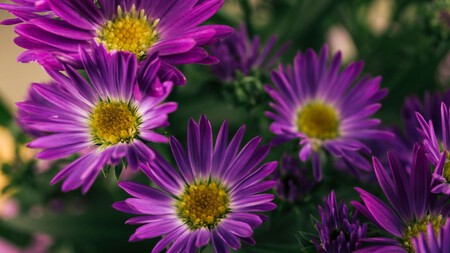 Aster
