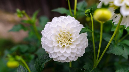Flor de dalia blanca. Foto: Pexels