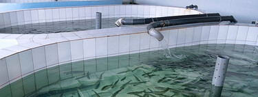 La primera granja de peces autosuficientes va a estar en Dinamarca. Se construirá en tierra y se prevé una tasa de mortalidad cero