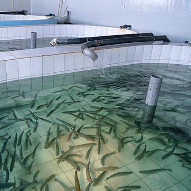 La primera granja de peces autosuficientes va a estar en Dinamarca. Se construirá en tierra y se prevé una tasa de mortalidad cero